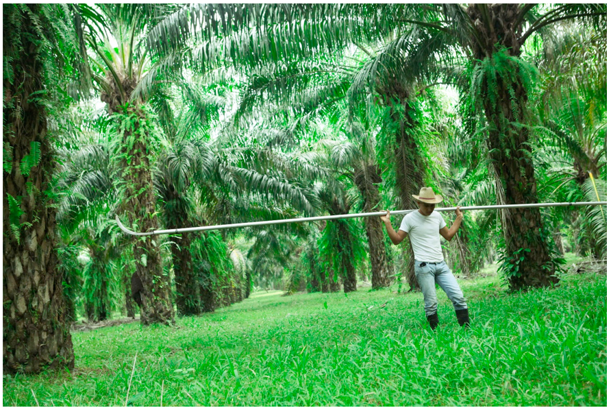 Campesino en la Guadalupe Carney, trabajando la cosecha de palma africana. Colón, Honduras.