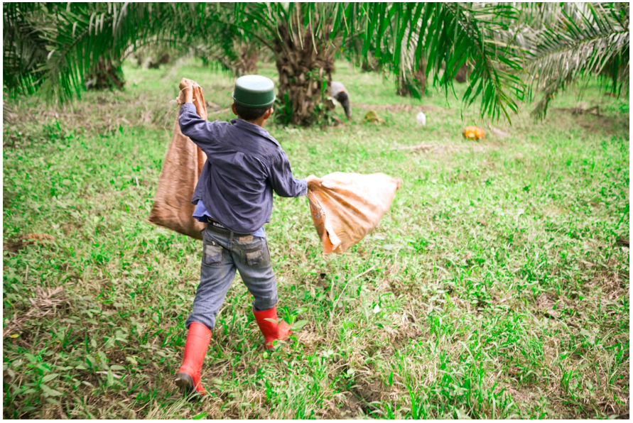 Niño de la "Guadalupe Carney" trabajando en la cosecha de palma africana. Colón, Honduras.