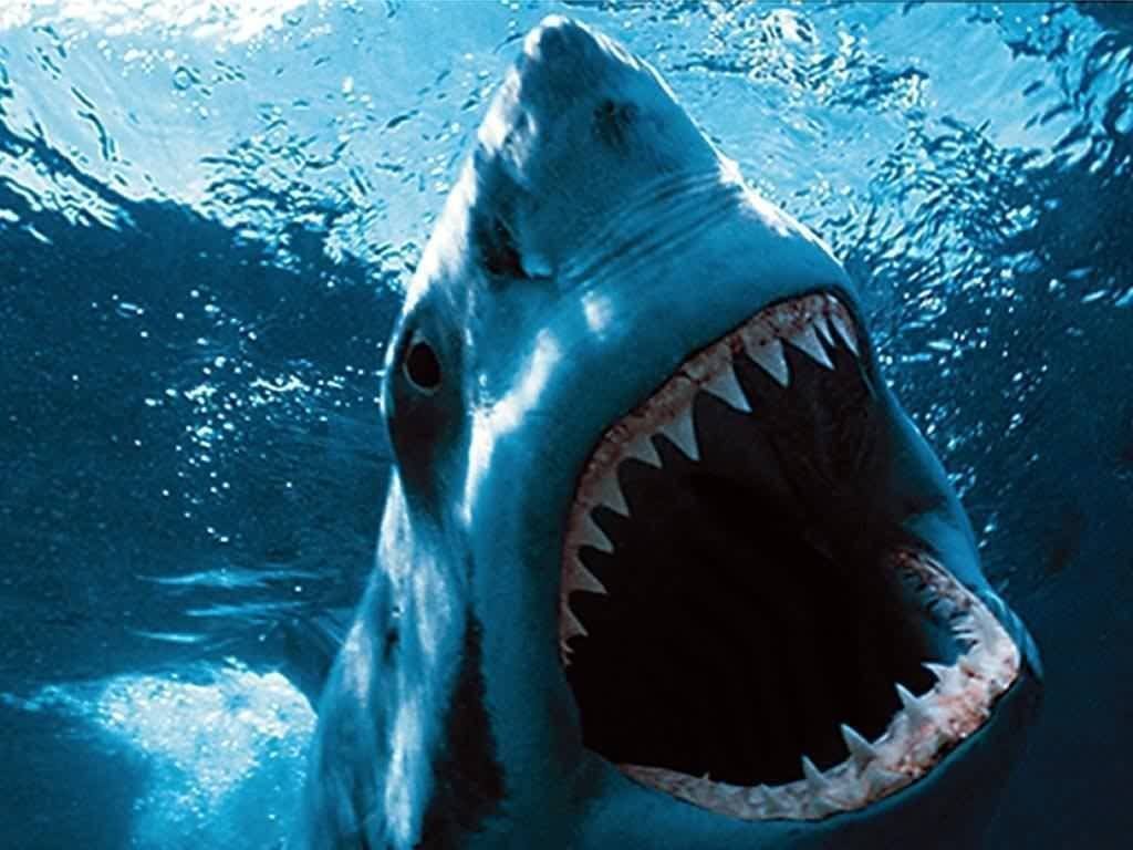 El último avistamiento del tiburón nicaragüense aconteció nada menos que en el año 2000. 