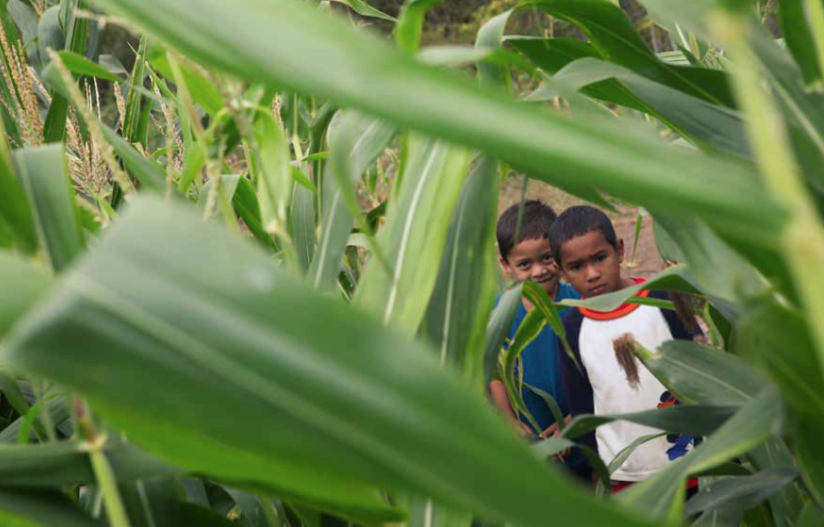 Dos niños campesinos de la zona apoyan a sus padres en el cultivo de maíz. Con la extracción minera, los pobladores dejaron sus actividades agrarias, ante las promesas de la compañía multinacional. Una vez cerrada la mina han vuelto a producción agrícola en pequeña escala.