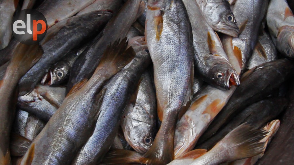 La pesca artesanal es la responsable de suplir la demanda de pescado en los establecimientos turísticos del sur del país, ubicados en su mayoría en San Lorenzo, Valle., además de alimentar las familias de las comunidades pesqueras. Fotograma: Nincy Perdomo. 