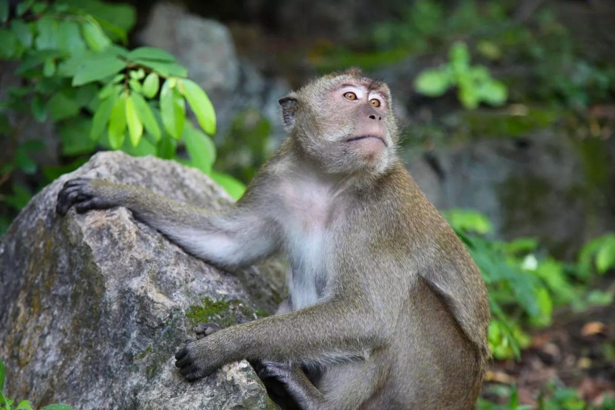 OMS ve innecesario iniciar vacunación masiva contra la viruela del mono